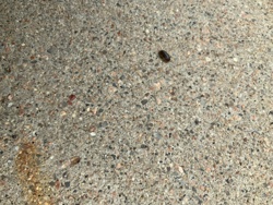 Pill Bug / Roly-poly