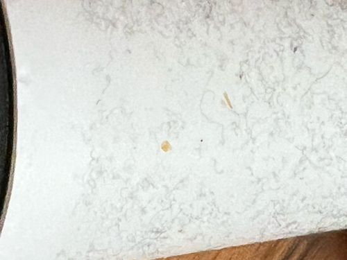 Carpet Beetle (Larva)