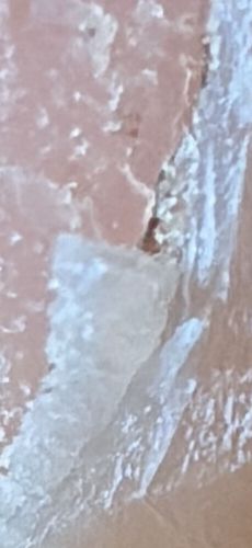 Pharaoh Ant