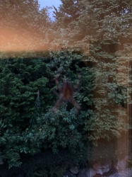 Orb Weaver Spider (likely European Garden Spider or Cross Orb-weaver)