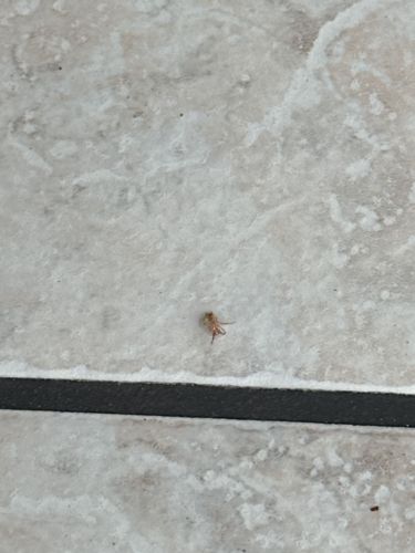 Mite (likely an Acari specimen)