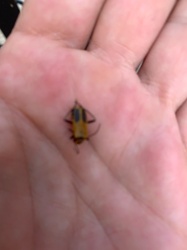 Ant Decapitating Fly, Phorid Fly