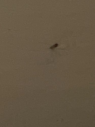 Case-making Clothes Moth