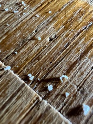 Drywood termite frass