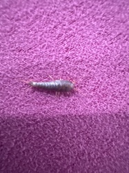 Silverfish