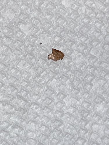 Drugstore Beetle