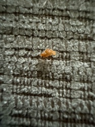 Carpet Beetle Larva