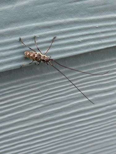 Longhorn Beetle or Sawyer Beetle