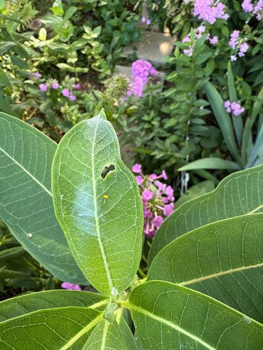 Monarch Butterfly Caterpillar