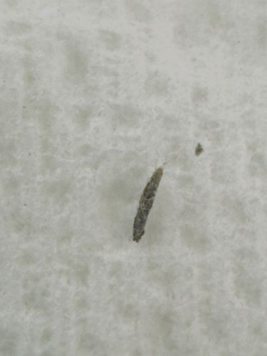 Household Casebearer, Plaster Bagworm