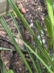 Land Snail