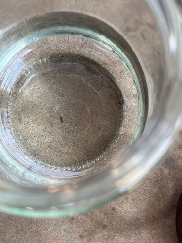 Mosquito Larva (Wiggler)