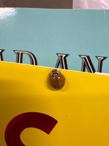 Asian Lady Beetle