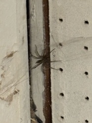 Common House Spider