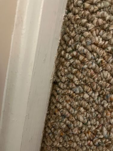 Not identifiable (no insect present)