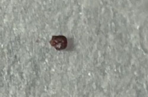 Cigarette Beetle