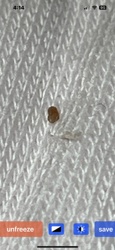 Bed Bug (nymph)