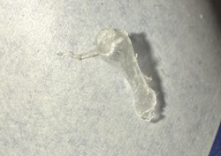 Phantom midge larva (exuvia or specimen remnant)