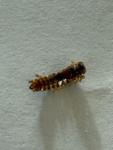 Carpet beetle larva