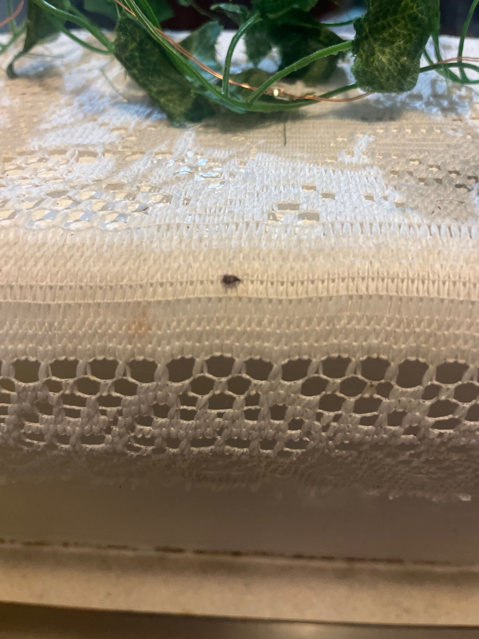 Varied Carpet Beetle