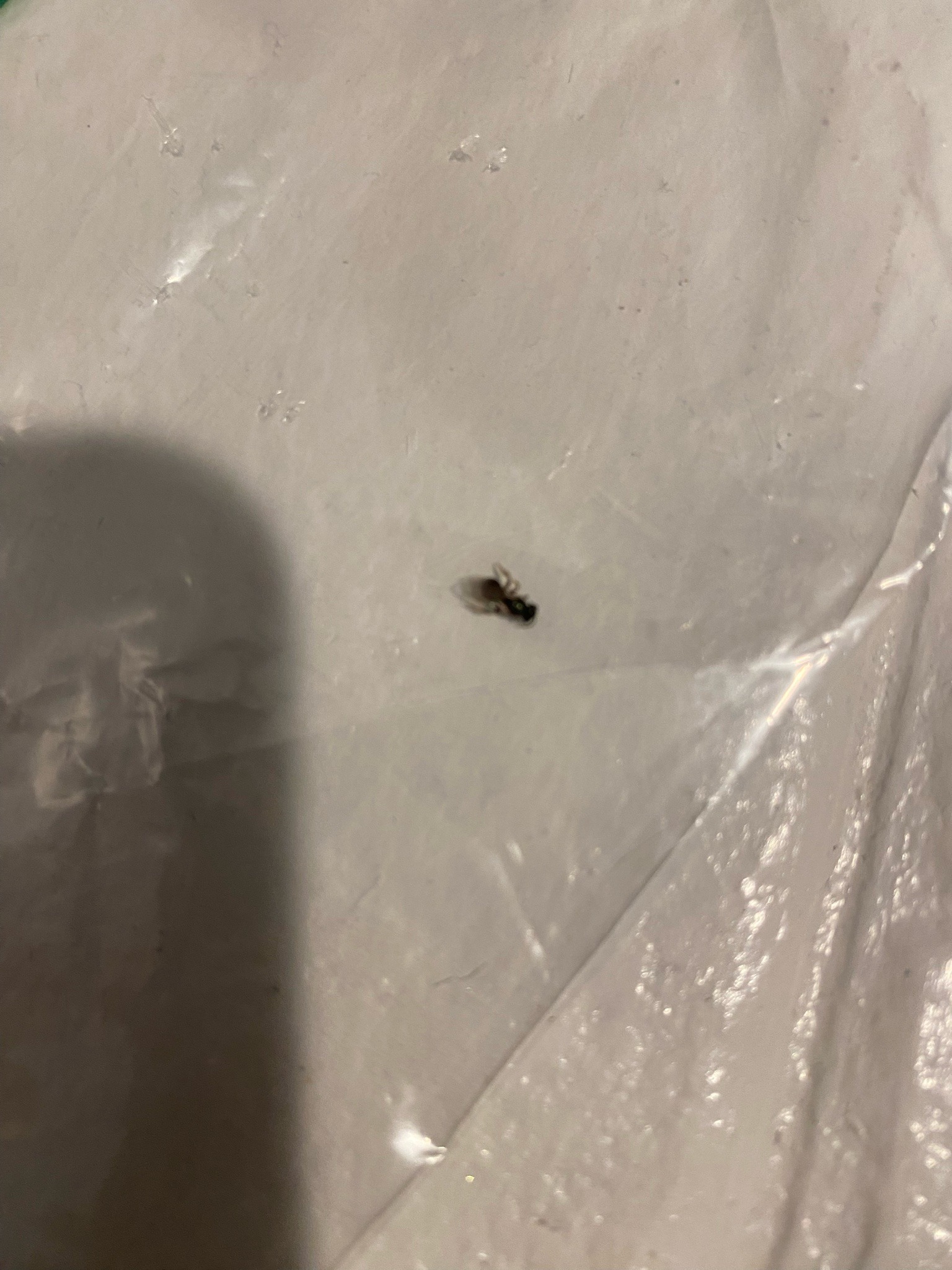 Fruit fly
