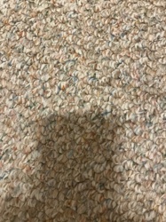 Unknown (No insect visible)