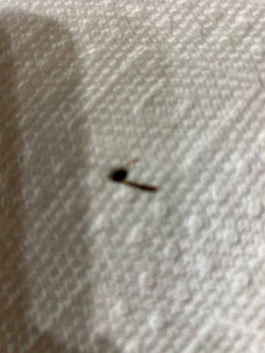 Fruit Fly (possibly Dark-eyed Fruit Fly)