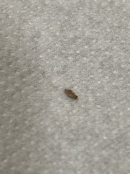 Carpet beetle larva (possibly Varied Carpet Beetle or Black Carpet Beetle)