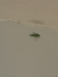 Katydid