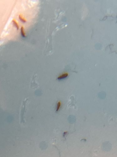 Springtails
