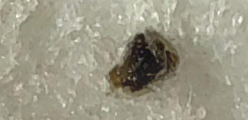 Varied Carpet Beetle (Larva)