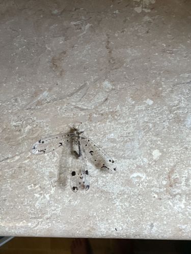 Owlfly