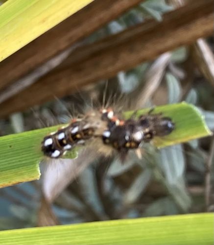 Tussock Moth Caterpillar (likely Orgyia species)