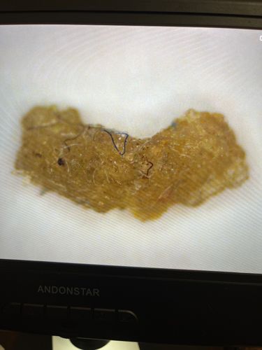 Case-bearing Clothes Moth (larva)