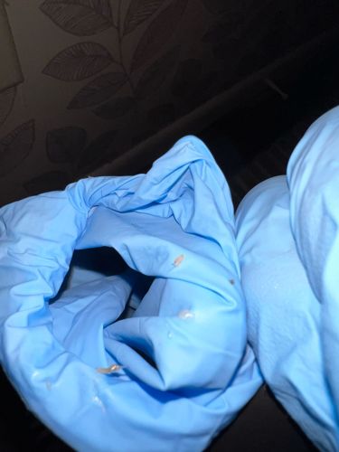 Carpet Beetle larvae