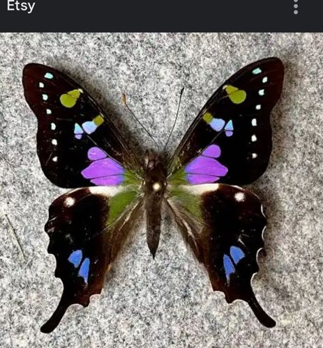 Peacock Swallowtail or Emerald Swallowtail