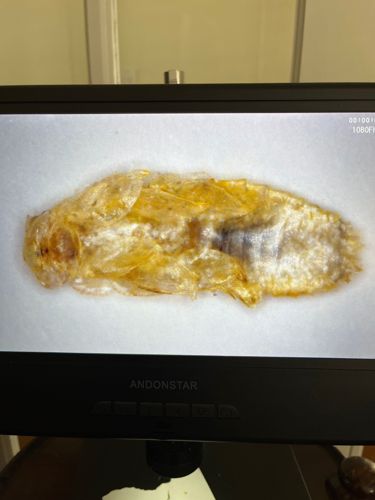 Cockroach nymph (molt)