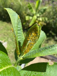 Oleander Aphid, Milkweed Aphid
