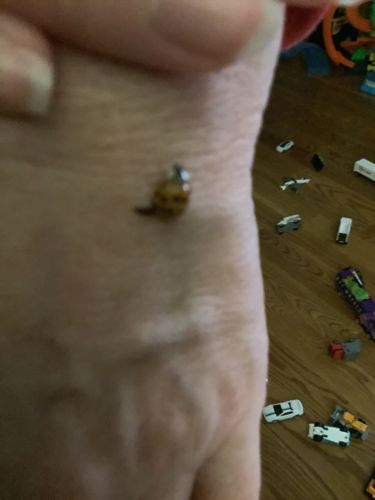 Ladybug (or Ladybird beetle)