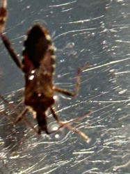 Brown Marmorated Stink Bug