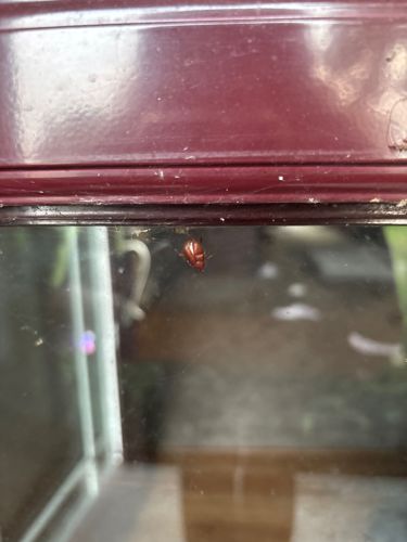 Carpet Beetle (likely Varied Carpet Beetle or Furniture Carpet Beetle)