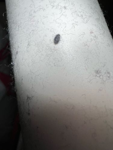 Carpet Beetle Larva (likely Black Carpet Beetle)