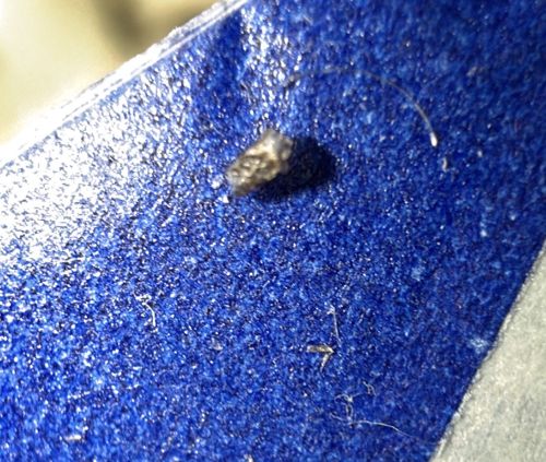 Household Casebearer (Plaster Bagworm)