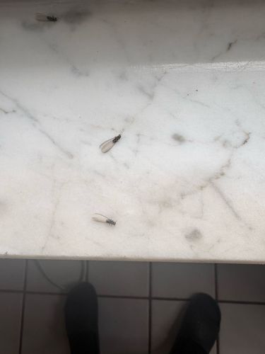 Subterranean Termite Alate (Swamer)