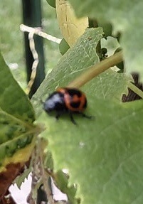 Twice-stabbed Lady Beetle