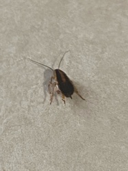 German Cockroach