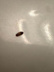 Carpet beetle larva (likely varied carpet beetle)