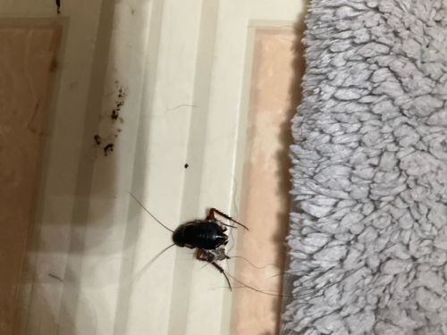 Oriental Cockroach