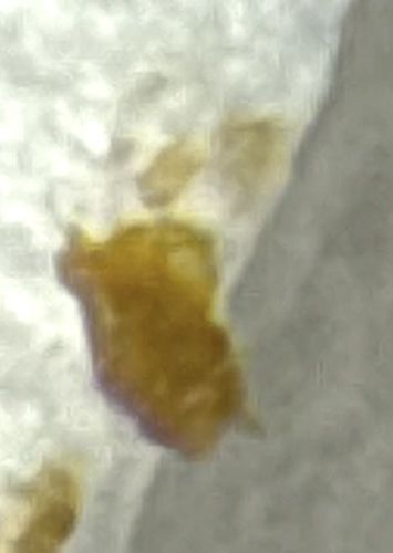 Bed Bug (Nymph Stage)