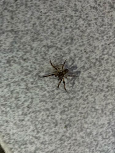 Orb-weaver Spider (likely an Araneus or Larinioides species)